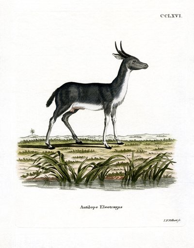 बोहोर रीडबक (रंगीन उत्कीर्णन) द्वारा जर्मन स्कूल