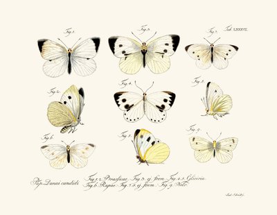 तितलियाँ, 1783-1806 द्वारा जर्मन स्कूल