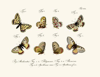 तितलियाँ, 1783-1806 द्वारा जर्मन स्कूल