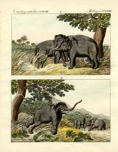 नकली हाथी द्वारा हाथियों को पकड़ना (रंगीन उत्कीर्णन) द्वारा जर्मन स्कूल