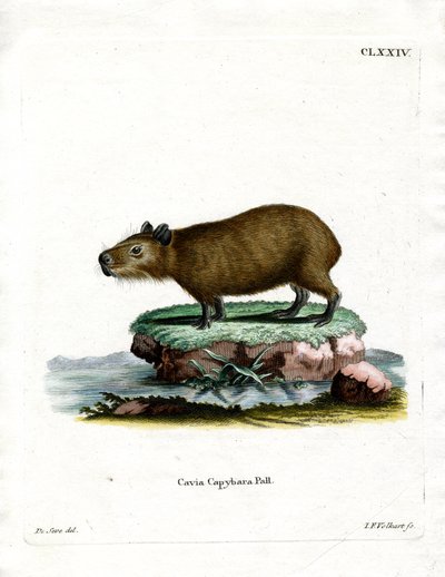 Capybara (रंगीन उत्कीर्णन) द्वारा जर्मन स्कूल