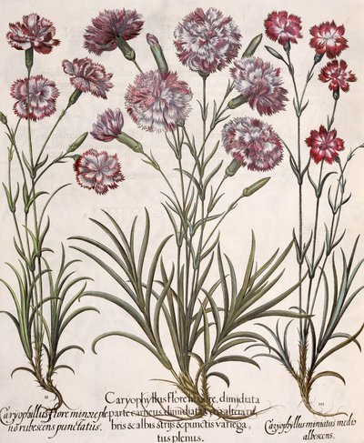 कार्नेशन्स: 1. कैरोफिलस फ्लोरेस माजोर; 2. Caryophyllus मामूली पूर्ण rubescens punctatus फुलाया; 3. कैरोफिलस मिनीटस मेडिस अल्बेकेंस, हॉर्टस आइस्टेटेंसिस से बेसिल बेसलर (1561-1629), पब। द्वारा जर्मन स्कूल