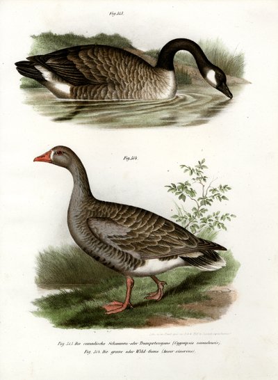 चीनी हंस, 1864 द्वारा जर्मन स्कूल