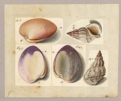 क्लैम एंड सी घोंघा: वीनस मर्कनेरिया लिनैनी, लिनैनी बुचिनो ग्लेसीओली, 1785 (कागज पर wc) द्वारा जर्मन स्कूल