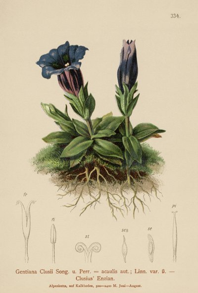 Roelvo किरात (Gentiana clusii, Geniiana acaulit) द्वारा जर्मन स्कूल