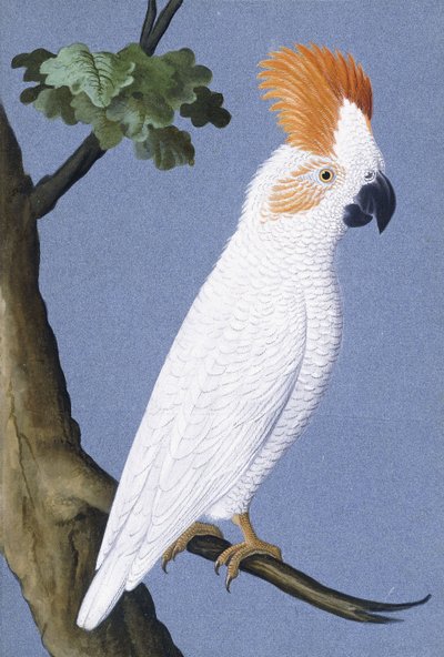कॉकटू, 1750-1800 द्वारा जर्मन स्कूल
