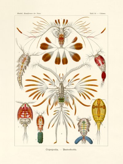 कोप्पोडा, 1899-1904 द्वारा जर्मन स्कूल