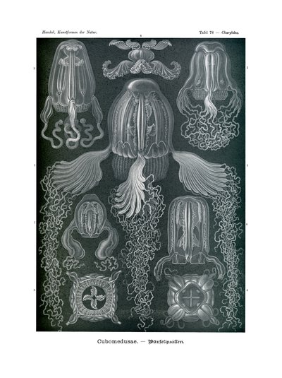 Chirodropida, 1899-1904 द्वारा जर्मन स्कूल