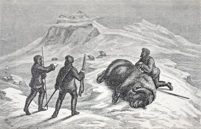 मस्क ऑक्स की मृत्यु, पब। लंदन 1874 द्वारा जर्मन स्कूल