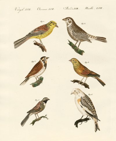 विभिन्न प्रकार के buntings द्वारा जर्मन स्कूल
