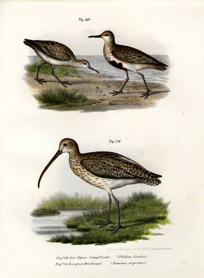 डनलिन, 1864 द्वारा जर्मन स्कूल
