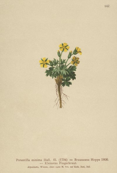 बौना Cinquefoil (Potentilla minimal, Potentilla Brauneana, Potentilla dubia) द्वारा जर्मन स्कूल
