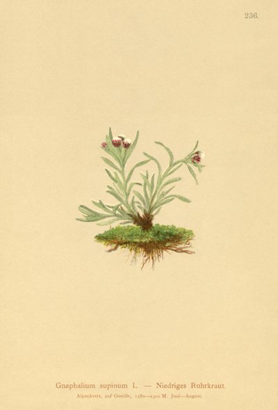 मानव CUDWEED (ग्लेकोमा लापरवाह स्थिति) द्वारा जर्मन स्कूल
