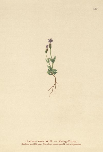 बौना Gentian (Gentiana nana, Gentianella nana) द्वारा जर्मन स्कूल