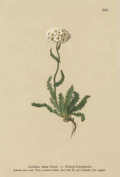 बौना Milfoil द्वारा जर्मन स्कूल