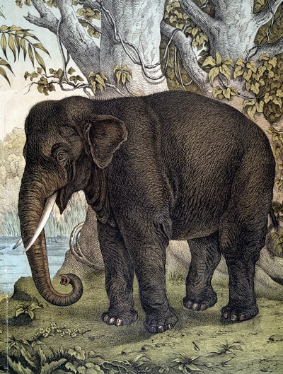 हाथी - "स्तनधारियों के प्राकृतिक इतिहास" में, एड। श्रेइबर, म्यूनिख द्वारा जर्मन स्कूल