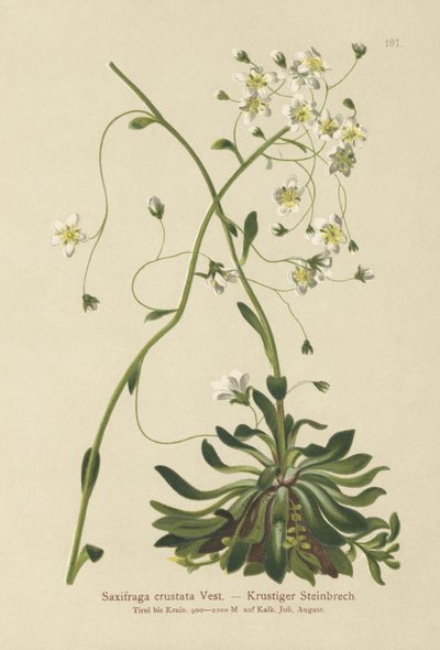 सौंपा सैक्सिफ़्रेग (Saxifraga crustata) द्वारा जर्मन स्कूल