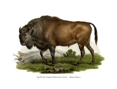 यूरोपीय बाइसन, 1860 द्वारा जर्मन स्कूल