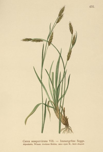 सदाबहार प्रतिज्ञा (Carex sempervirens) द्वारा जर्मन स्कूल