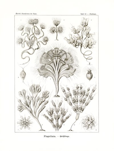 फ्लैगेलेटा, 1899-1904 द्वारा जर्मन स्कूल