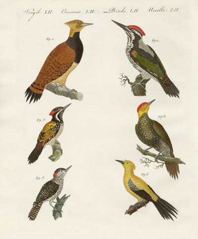 विदेशी wookpeckers द्वारा जर्मन स्कूल