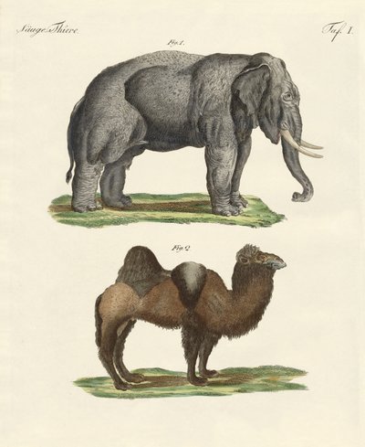 चार पैरों वाले जानवर (रंगीन उत्कीर्णन) द्वारा जर्मन स्कूल