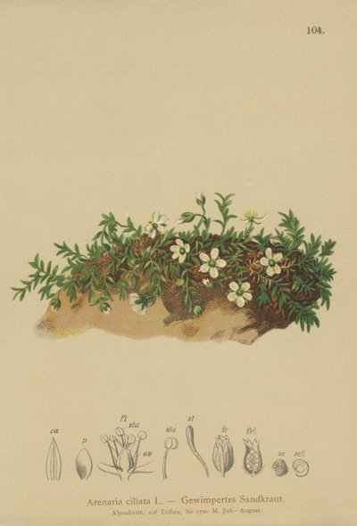 फ्रिंजेड सैंडवॉर्ट (एरेनेरिया सिलियाटा) द्वारा जर्मन स्कूल