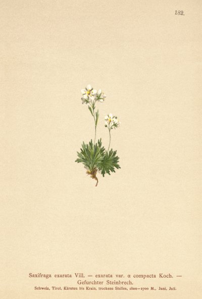 बालों सैक्सिफेज (Saxifraga Saxifraga exarata वर पर हस्ताक्षर किए। Compactcij Saxifraga exarata एसएसपी। मोस्काटा) द्वारा जर्मन स्कूल
