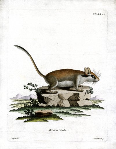 गार्डन डॉरमाउस (रंगीन उत्कीर्णन) द्वारा जर्मन स्कूल