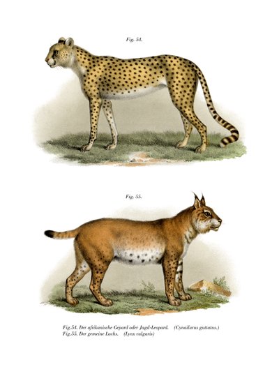 गेपार्ड, 1860 द्वारा जर्मन स्कूल