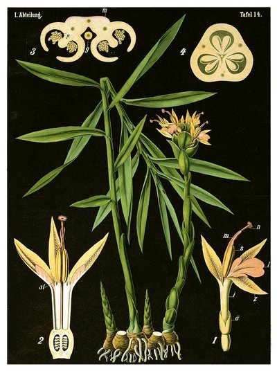 अदरक (Zingiber officinale Roscoe) c.1890 (क्रोमोलिथोग्राफ) द्वारा जर्मन स्कूल