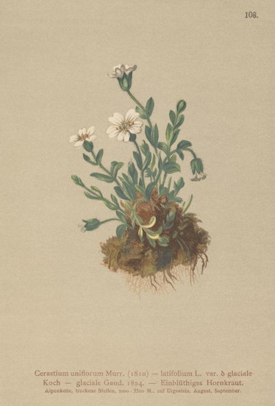 ग्लेशियर माउस ईयर (Cerastium uniflorum, Cerastium latifolium var। Glaciale, Cerastium glaciale) द्वारा जर्मन स्कूल