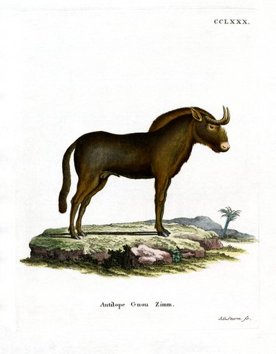 ग्नू (रंगीन उत्कीर्णन) द्वारा जर्मन स्कूल