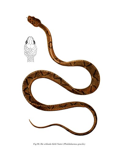 ग्रेसफुल रेसर (कलर लिथो) द्वारा जर्मन स्कूल