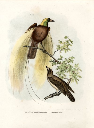 ग्रेटर बर्ड ऑफ पैराडाइज, 1864 द्वारा जर्मन स्कूल