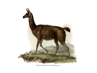 गुआनाको, 1860 द्वारा जर्मन स्कूल