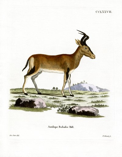 हार्टबीस्ट (रंगीन उत्कीर्णन) द्वारा जर्मन स्कूल