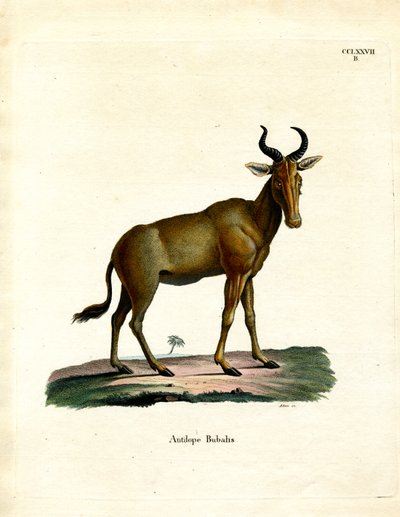हार्टबीस्ट (रंगीन उत्कीर्णन) द्वारा जर्मन स्कूल