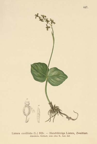 हार्ट-लीव्ड Twayblade (लिस्टा कॉर्डेटा, लिस्टा कॉर्डिफोलिया, नेओटिया कॉर्डेटा) द्वारा जर्मन स्कूल
