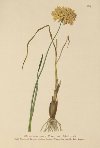 हीथ लहसुन (Allium चिह्नों, हार्ड लहसुन, एलियम graminifolium) द्वारा जर्मन स्कूल