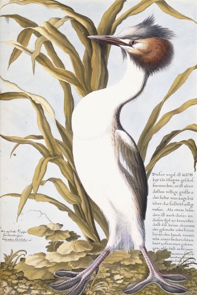 बगुला, 1750-1800 द्वारा जर्मन स्कूल