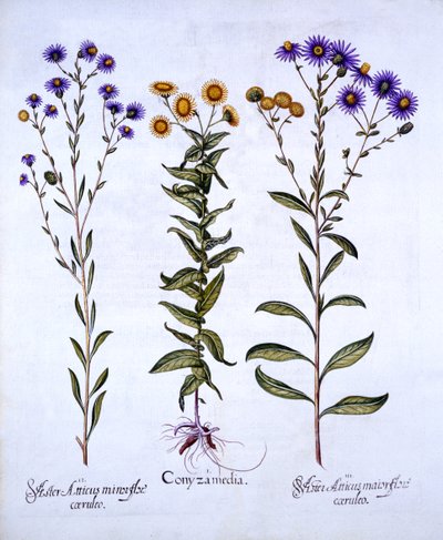 HorseweedButterweedFleabane और यूरोपीय Michaelmas Daisies, Hortus Eystettensis से, Basil Besler (1561-1629), पब द्वारा। 1613 (हाथ के रंग का उत्कीर्णन) द्वारा जर्मन स्कूल