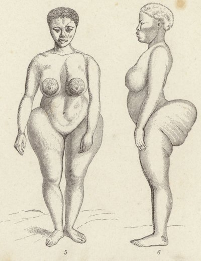 Hottentot वीनस (उत्कीर्णन) द्वारा जर्मन स्कूल