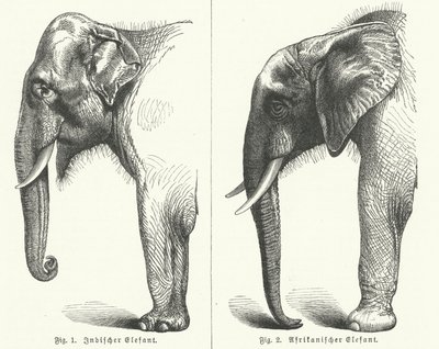 भारतीय और अफ्रीकी हाथी (उत्कीर्णन) द्वारा जर्मन स्कूल