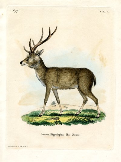 Javan Rusa (coloured engraving) द्वारा जर्मन स्कूल
