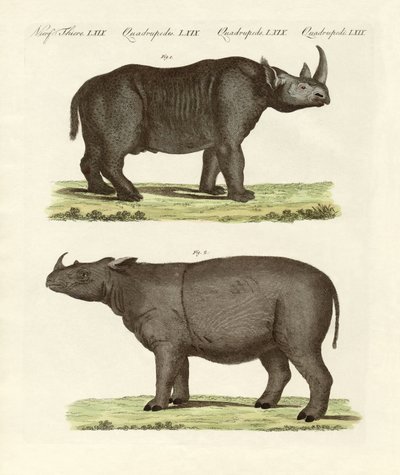 बड़े चार पैरों वाले स्तनधारी (रंगीन उत्कीर्णन) द्वारा जर्मन स्कूल