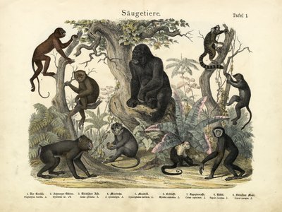 स्तनधारी, c.1860 द्वारा जर्मन स्कूल