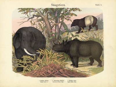 स्तनधारी, c.1860 द्वारा जर्मन स्कूल