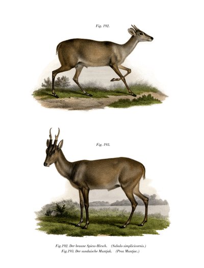 मजामा, 1860 द्वारा जर्मन स्कूल