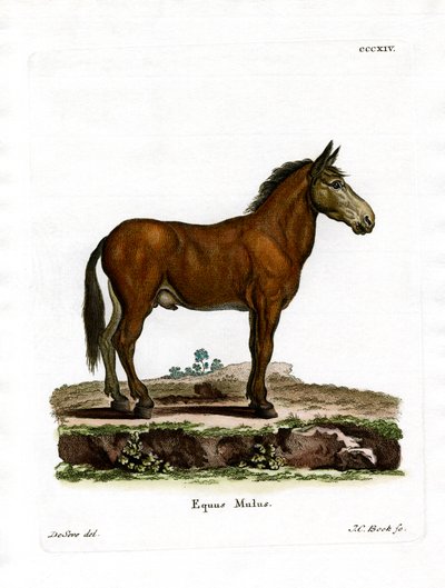 खच्चर (रंगीन उत्कीर्णन) द्वारा जर्मन स्कूल